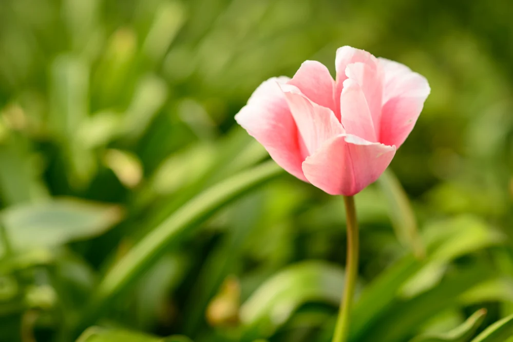 Spring Stroll — archive photograph 1