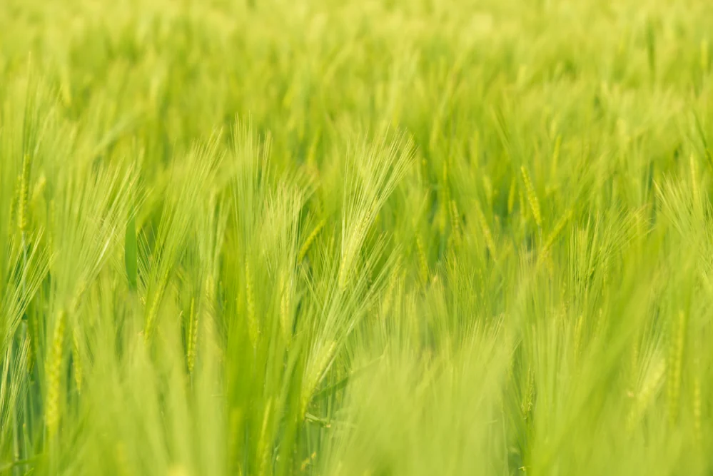 Landleben - Impressions from rural Germany — archive photograph 6