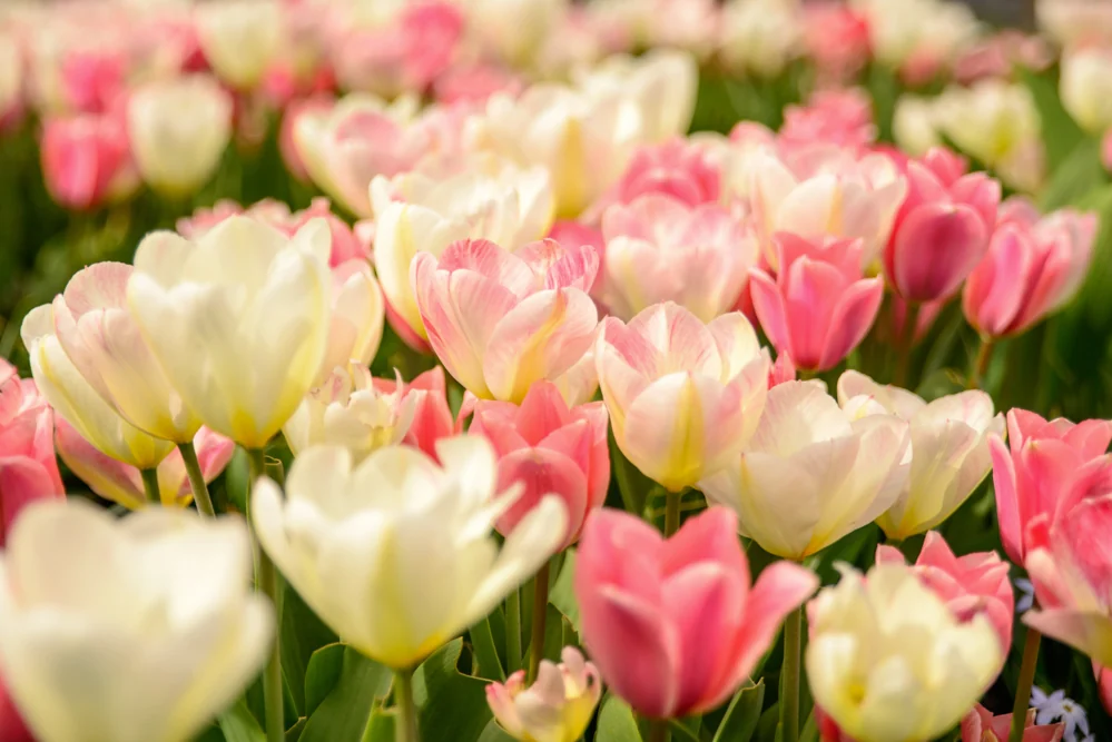 Spring Stroll — archive photograph 2