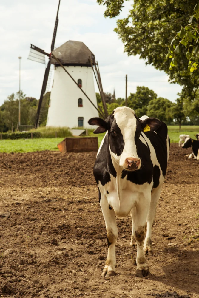 Landleben - Impressions from rural Germany — archive photograph 19