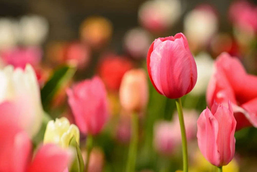 Spring Stroll — archive photograph 3